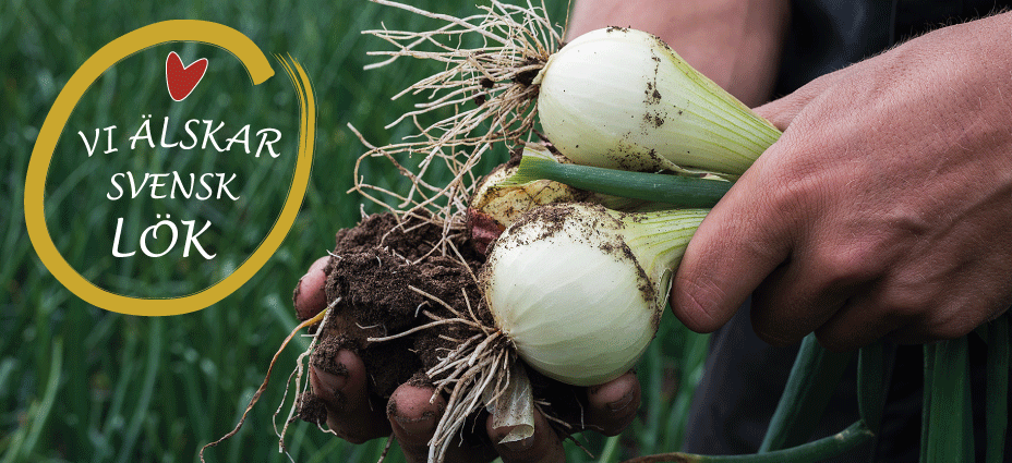 Useful facts about onions