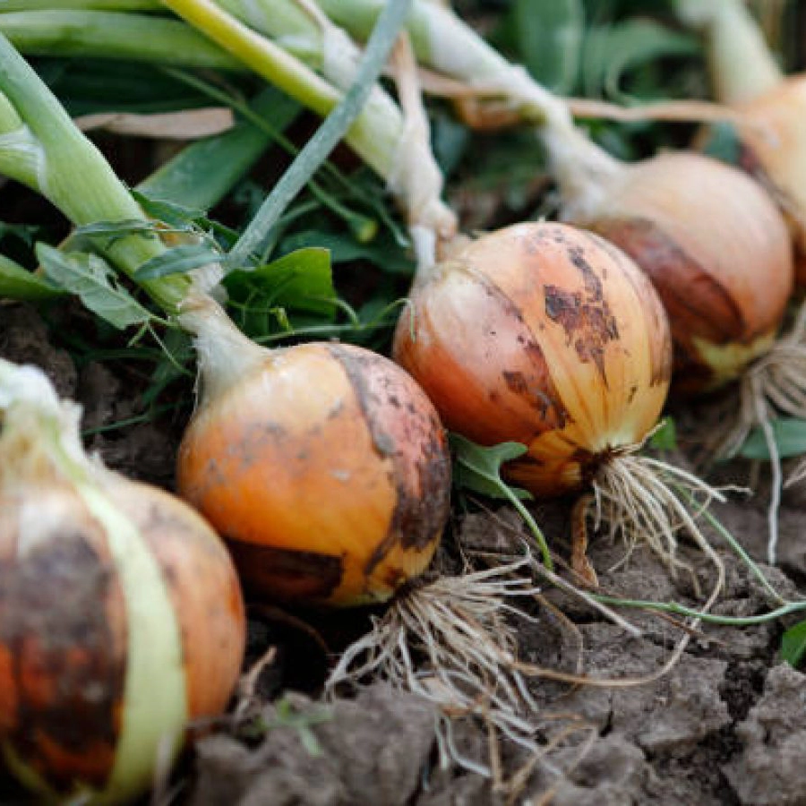 Row of onions